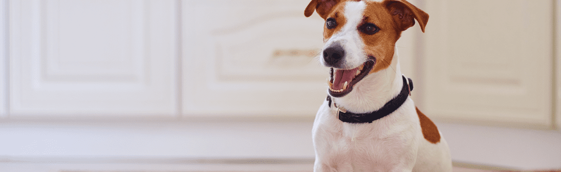 Funk Bewegungsmelder IRP S1L Haustierkompatibel Body