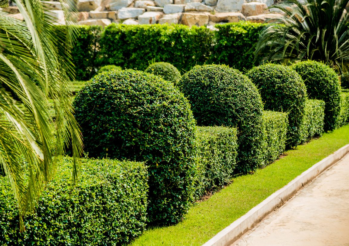 Luxury landscape design of the tropical garden. Beautiful view of tropical landscape